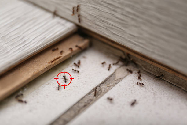 Best Pest Removal Services  in Lone Oak, TN
