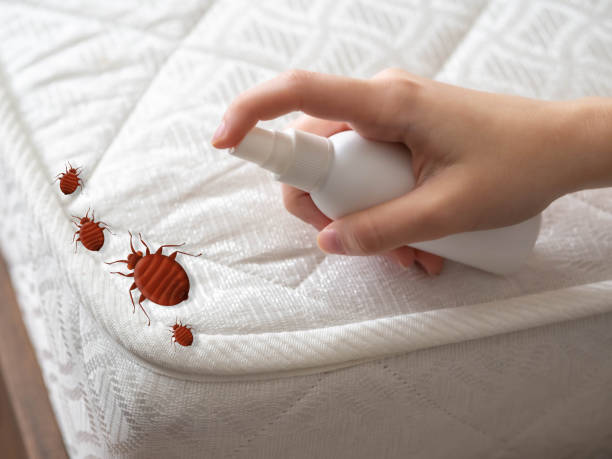 Best Flea Control Services  in Lone Oak, TN