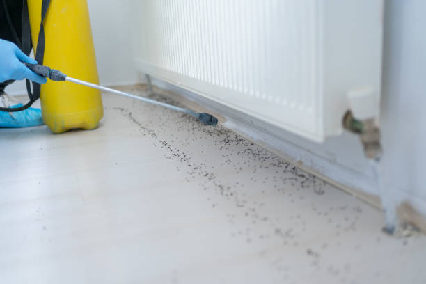 Best Pest Prevention Services  in Lone Oak, TN