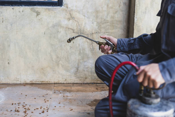 Best Wasp Removal Services  in Lone Oak, TN